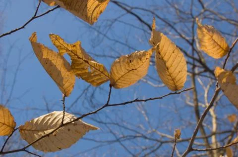 Dry leaves Stock Photos