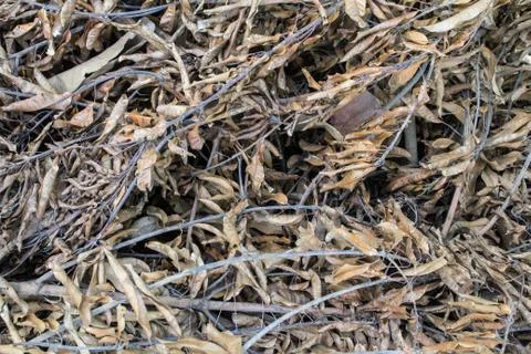Dry leaves Stock Photos