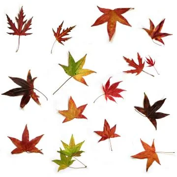 Dry leaves Stock Photos