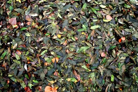 Dry leaves Stock Photos
