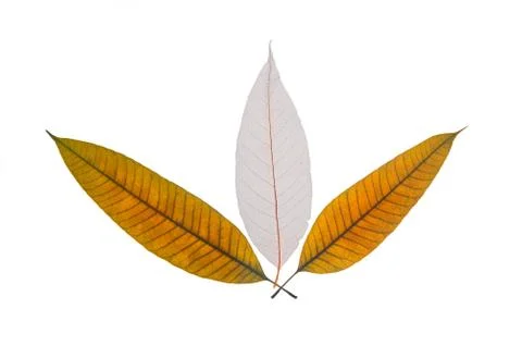 Dry leaves Stock Photos
