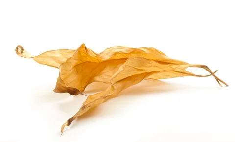 Dry leaves Stock Photos