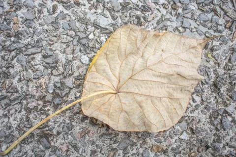 Dry leaves Stock Photos