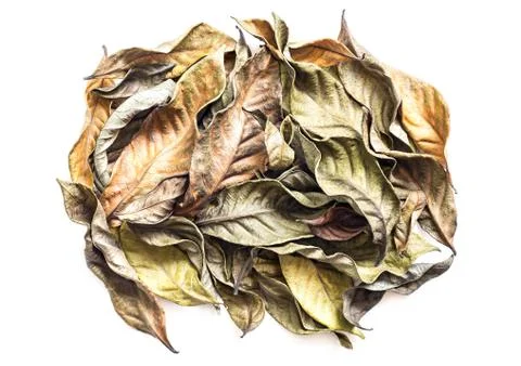 Dry leaves Stock Photos
