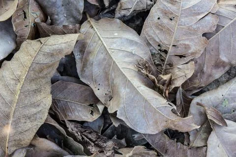 Dry leaves Stock Photos