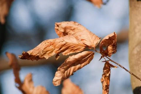 Dry leaves Stock Photos