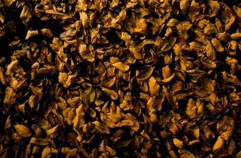 Dry leaves Stock Photos