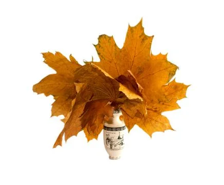 Dry leaves Stock Photos