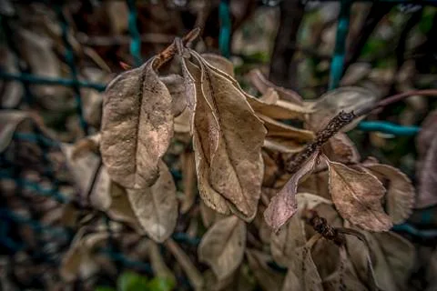 Dry leaves Stock Photos