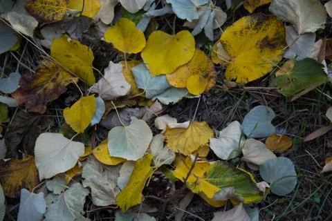 Dry leaves Stock Photos