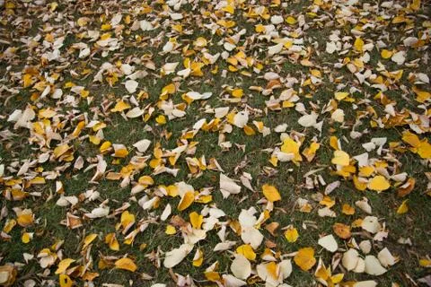 Dry leaves Stock Photos