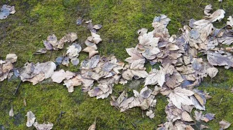 Dry leaves Stock Photos