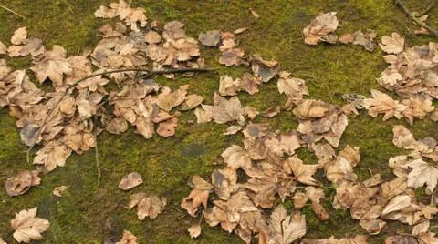 Dry leaves Fotos Stock