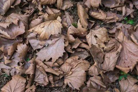 Dry Leaves Stock Photos