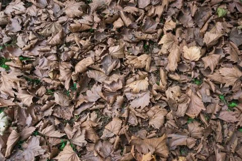Dry Leaves Stock Photos