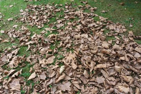 Dry Leaves Stock Photos