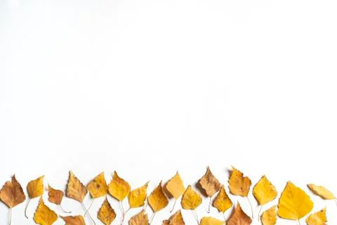 Dry leaves Stock Photos