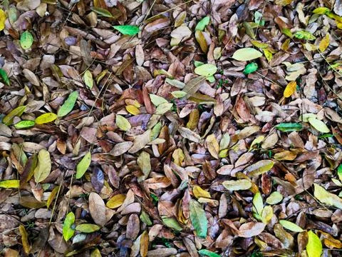 Dry leaves Stock Photos