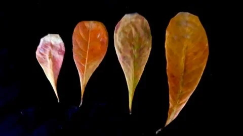 Dry leaves, Stock Photos