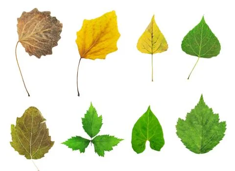 Dry leaves Fotos Stock