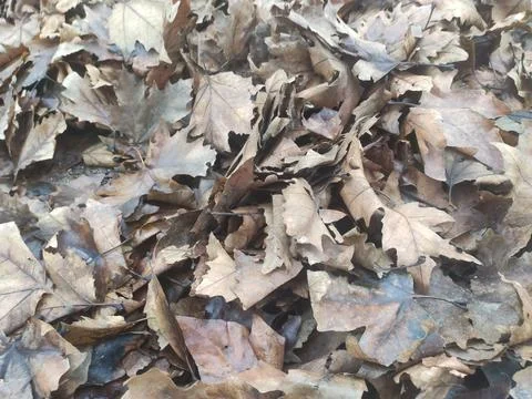 Dry leaves Fotos de archivo