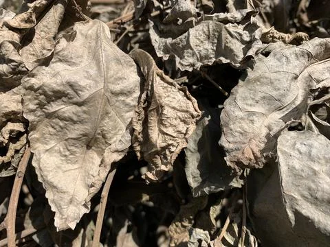 Dry leaves Photos