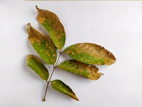 Dry leaves Foto stock