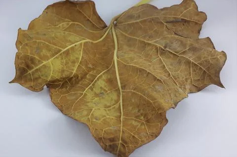 Dry leaves Stockfoto's