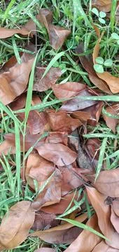 The Dry Leaves Stock Photos