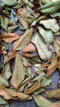 Dry leaves Stock Photos