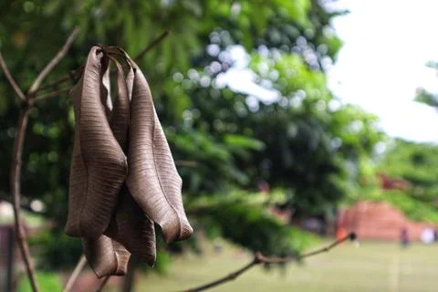 Dry leaves Stock Photos
