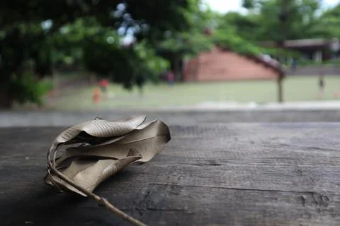 Dry leaves Stock Photos