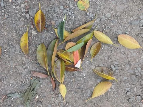Dry leaves Stock Photos