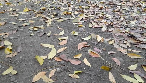 Dry leaves Stock Photos