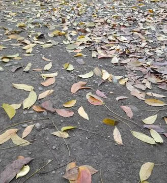 Dry leaves Stock Photos
