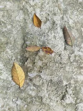 Dry leaves Stock Photos