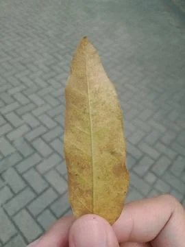 Dry leaves Stock Photos