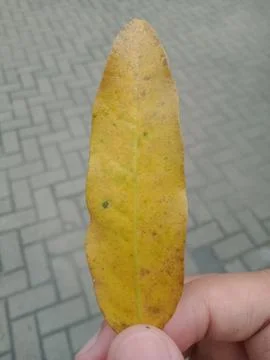 Dry leaves Stock Photos