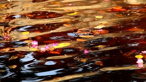 Dry leaves in pond Stock Footage 101896704