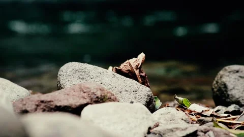 Dry leaves on the rocks by the river 스톡 동영상 259852447