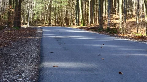 Dry leaves rolling across a forest road in the wind, Stock Footage 330846226