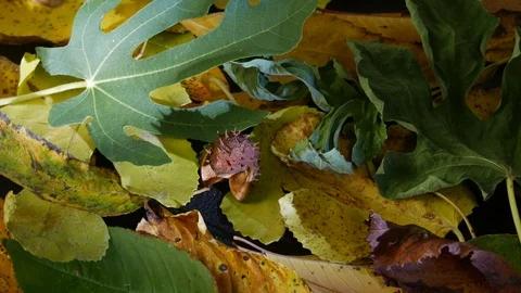 Dry leaves rotate. Fig leaf. Directional light. Autumn still life. Stock Footage 125610548