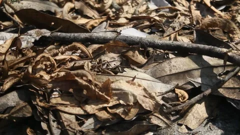 Dry leaves scattered Stock Footage 311837775