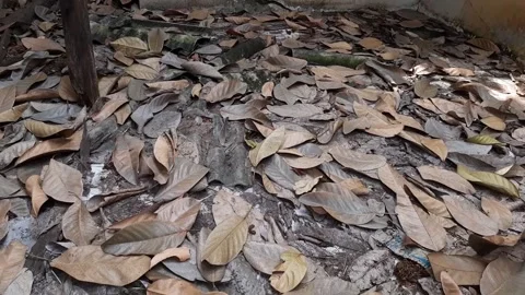 Dry leaves scattered on the ground Stock Footage 285913583