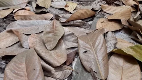 Dry leaves scattered on the ground Stock Footage 285913612
