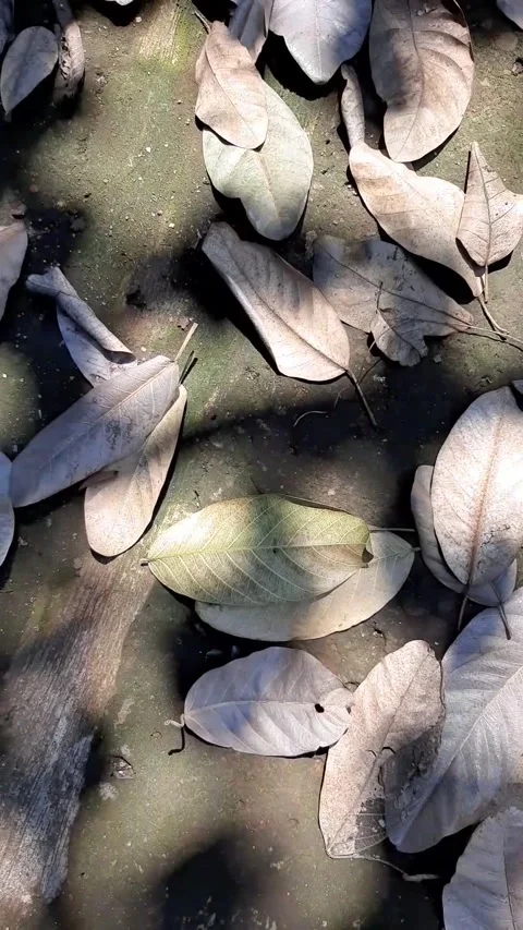 Dry leaves scattered on the ground Stock Footage 286331407