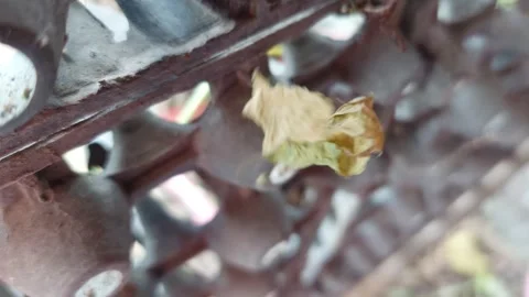 Dry leaves spin in the air Stock Footage 260972028