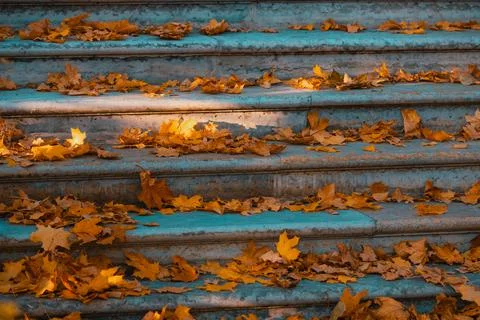 Dry leaves on the steps Stock Photos