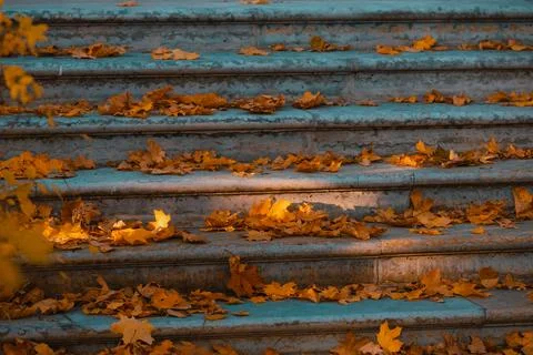 Dry leaves on the steps Stock Photos