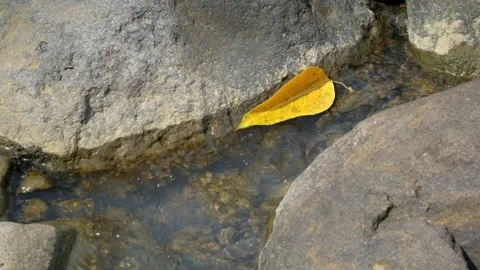 Dry leaves stuck in the river Stock Footage 336828572